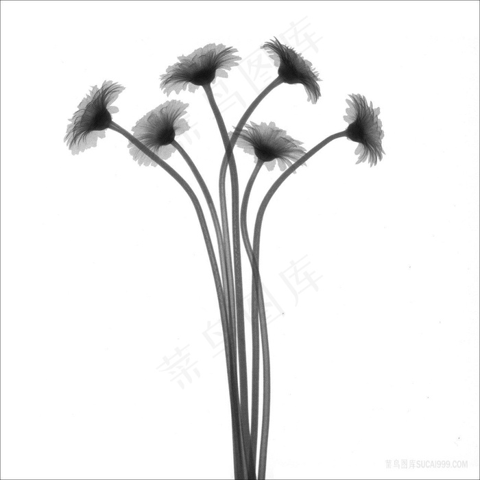 花束黑白艺术画