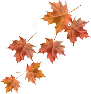 免扣素材元素枫叶