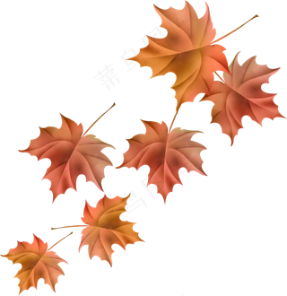 免扣素材元素枫叶