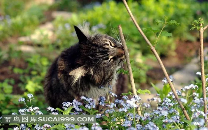 咬树枝的猫和花朵