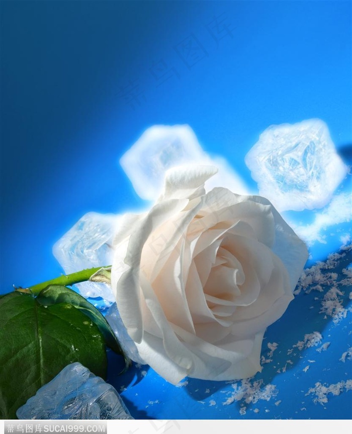 花束物语-洁白的玫瑰