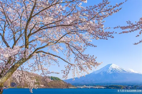 富士山前的樱花