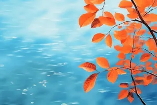 红叶大气简约蓝色背景