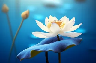 蓝色简约大气荷花意境背景