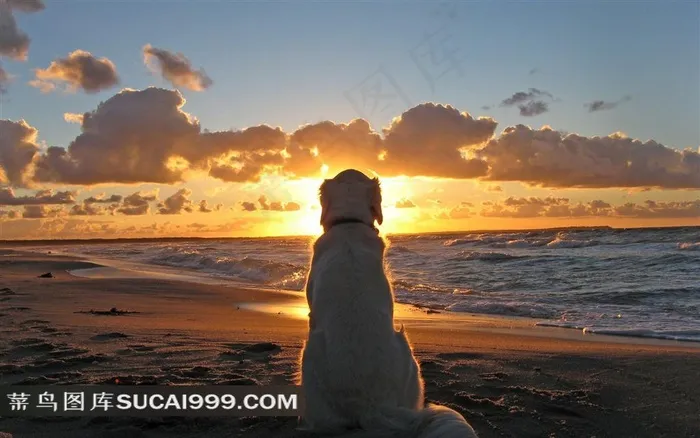 夕阳下面朝大海的狗