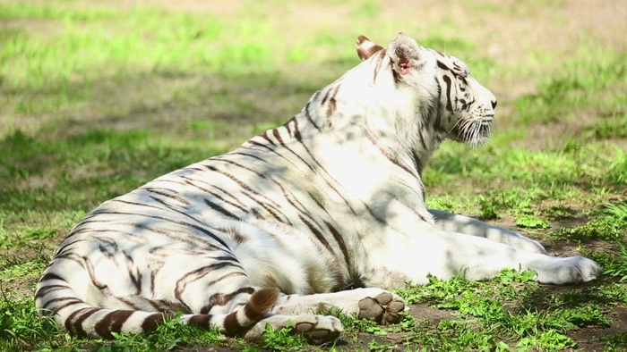 白虎和她的幼崽在草地上休息