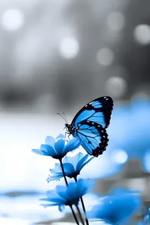 蝴蝶鲜花简约渐变背景