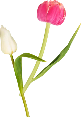 免抠漂亮的花朵图片