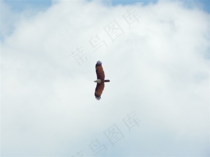 遨游高空的老鹰