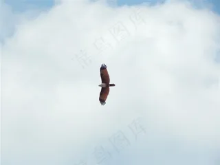 遨游高空的老鹰