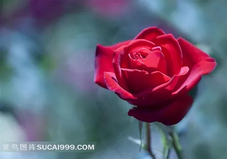 娇艳的红玫瑰精美图片 娇艳的红玫瑰精美图片