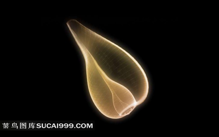 贝壳透视图素材