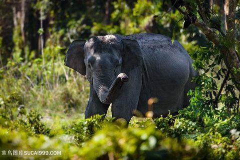 树林奔跑的泰国大象图片