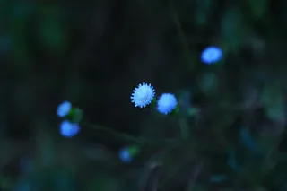 户外蓝色小野花背景图