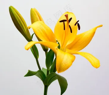 黄色的百合花图片 黄色的百合花图片