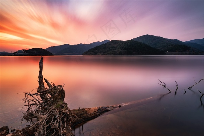 彩霞中湖边的树根风景图片