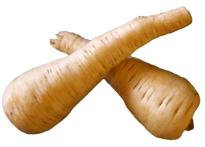蔬菜萝卜黄萝卜