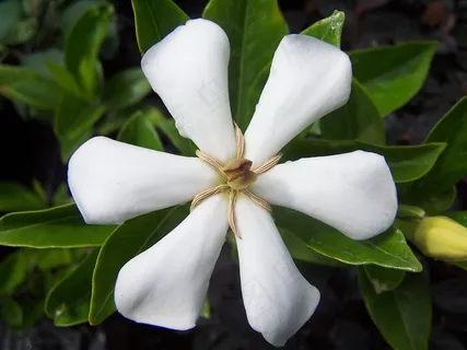 盛开的栀子花图片 盛开的栀子花图片