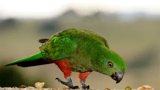 鹦鹉特写彩色羽毛素材