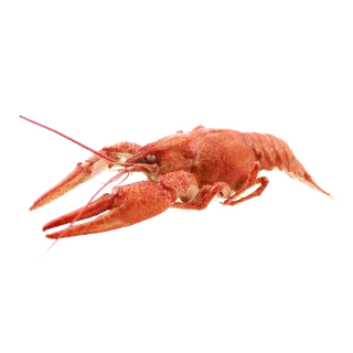 虾类(15)海鲜超市商品红酒白底图免抠实物摄影png格式图片透明底