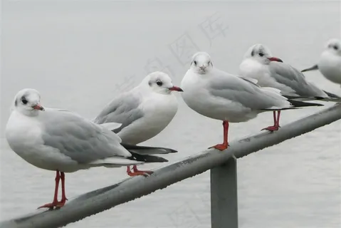 美丽海鸥图片