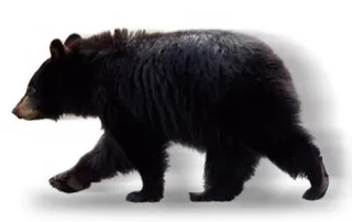 熊 PNG