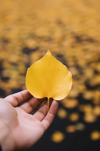 秋天手拿着一片黄色树叶摄影图