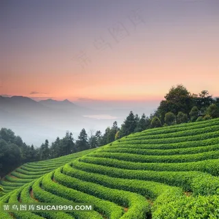 山坡上的茶园自然风光摄影高清图片 山坡上的茶园自然风光摄影高清图片