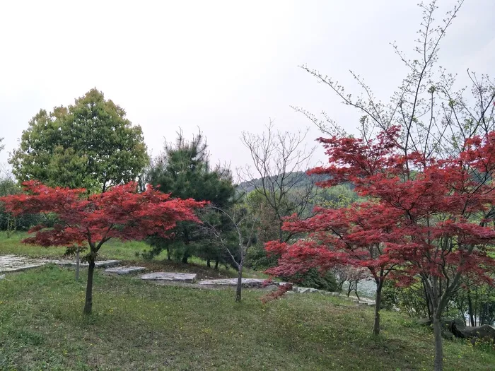 枫叶红了啊