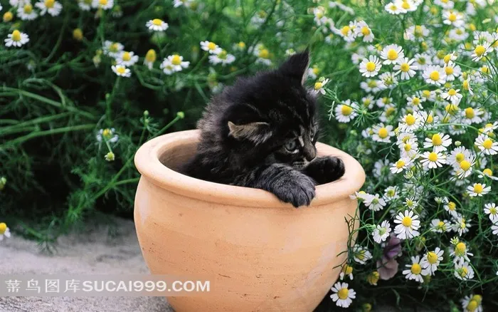 花园里的猫-陶瓷缸里的小黑猫
