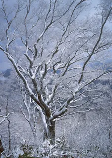 冰天雪地 242 冰天雪地 242
