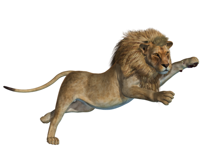 狮子动物园动物森林野生设计素材