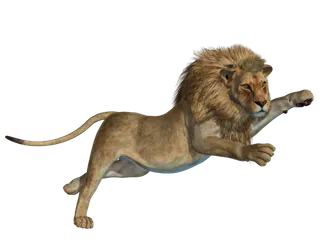 狮子动物园动物森林野生设计素材