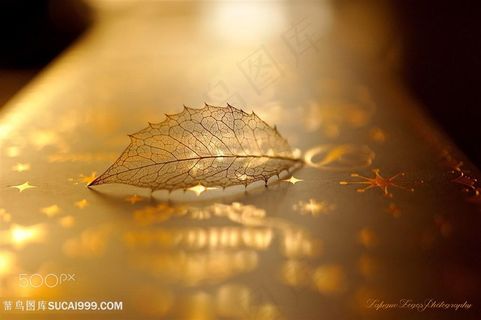 唯美枯叶树叶高清图片