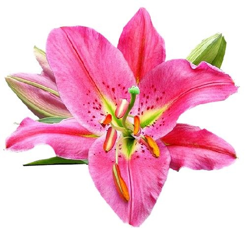 百合花免抠(500x470)