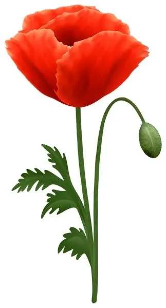 罂粟花 PNG免抠(323x600)