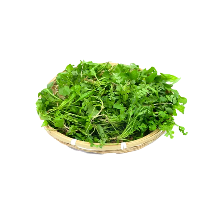 刚摘的新鲜荠菜插图