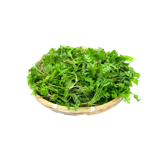 刚摘的新鲜荠菜插图