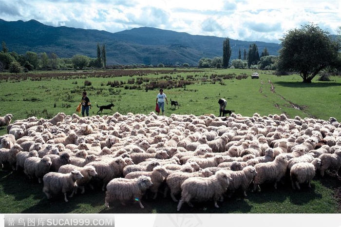 草地上一群绵羊