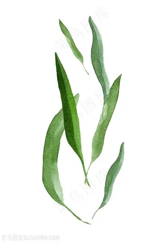 水彩绿叶唯美装饰画