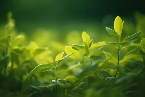 在田野中的绿叶的特写摄影图壁纸