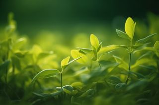 在田野中的绿叶的特写摄影图壁纸