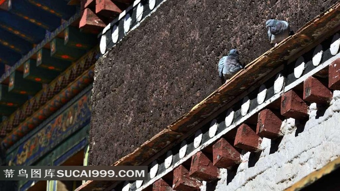 建筑物房顶的小鸟