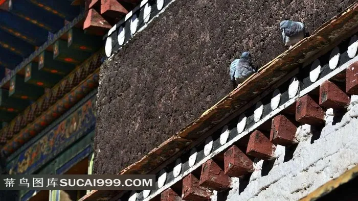 建筑物房顶的小鸟