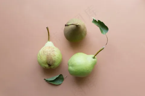 成熟青啤梨图片 成熟青啤梨图片