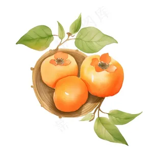 秋日柿子水果水彩画免抠