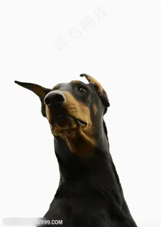 可爱狗狗-可爱的迷你品猎犬 可爱狗狗-可爱的迷你品猎犬