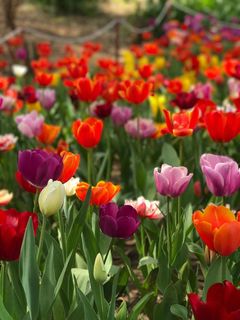 美丽郁金香花海图片 美丽郁金香花海图片