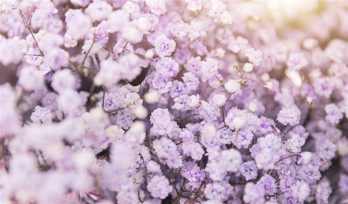 春天小清新花卉