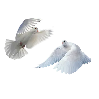 和平鸽免扣 和平鸽免扣